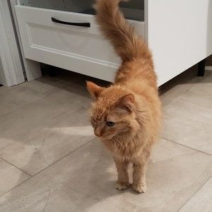 Meet your Posher, Jennie